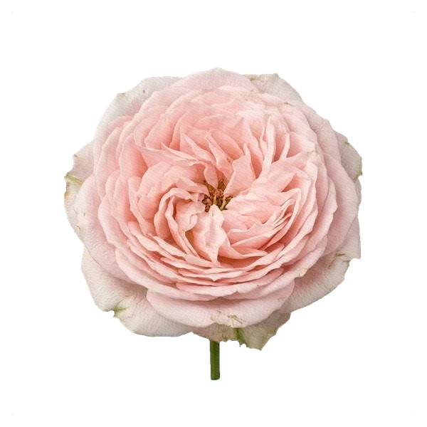Peony Spray Rose Bombastic — full