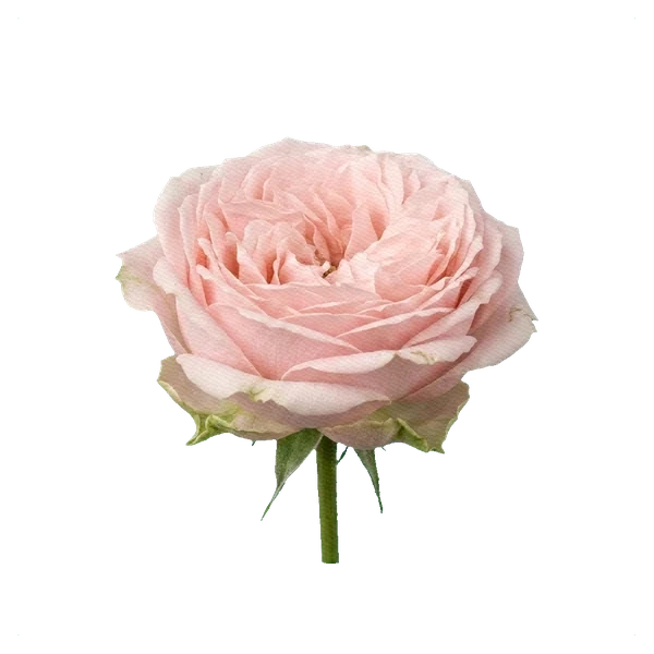 Peony Spray Rose Bombastic — side