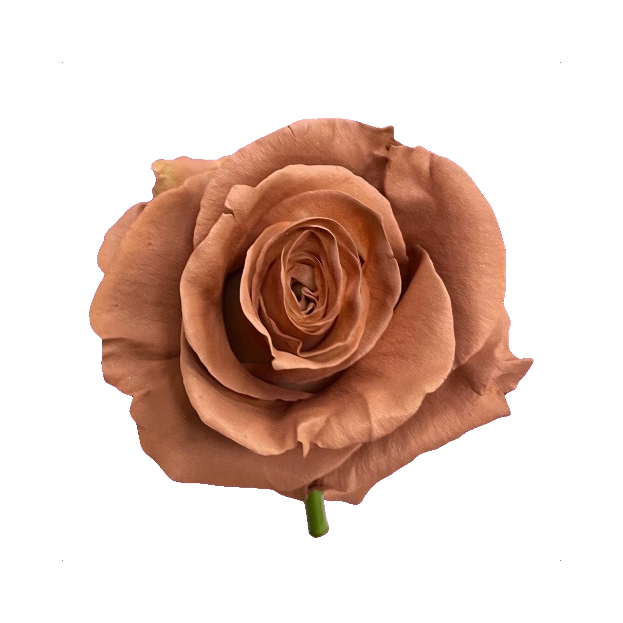Rose Cappuccino
