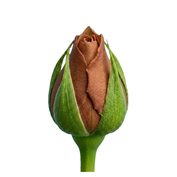 Rose Cappuccino — bud