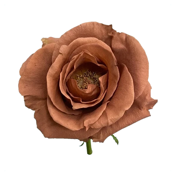Rose Cappuccino — full