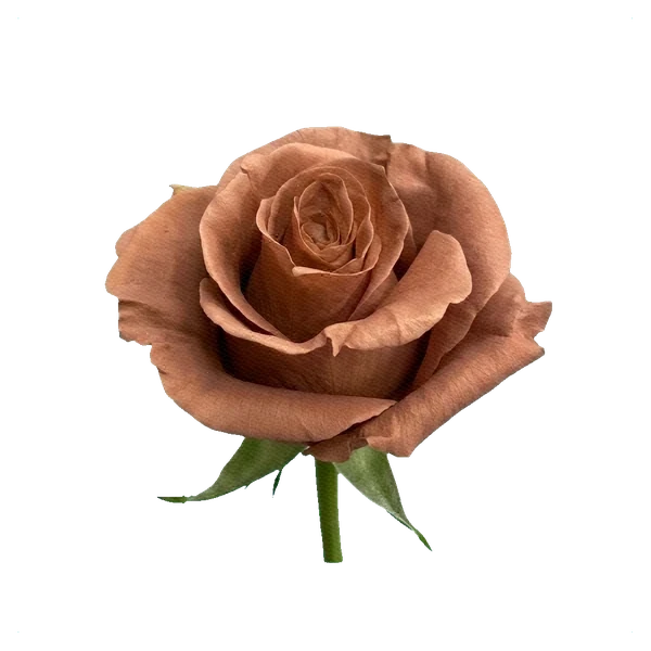 Rose Cappuccino — side