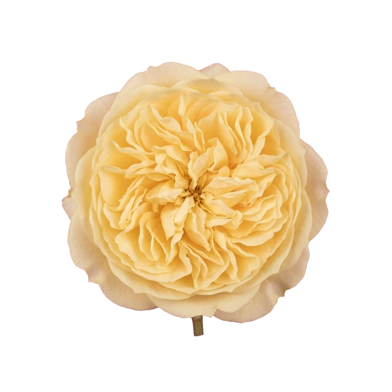 Peony Rose Catalina