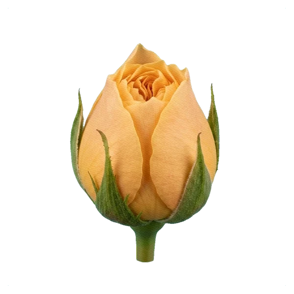 Peony Rose Catalina — bud