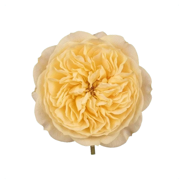 Peony Rose Catalina — full