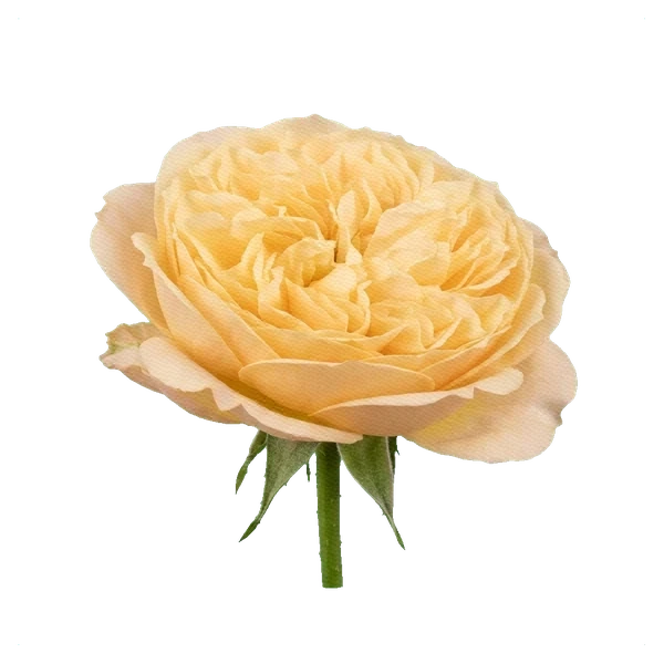 Peony Rose Catalina — side
