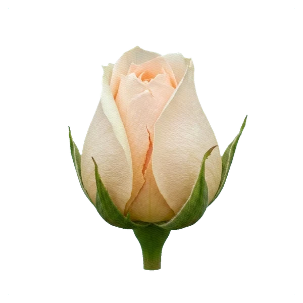 Peony Rose Charity — bud