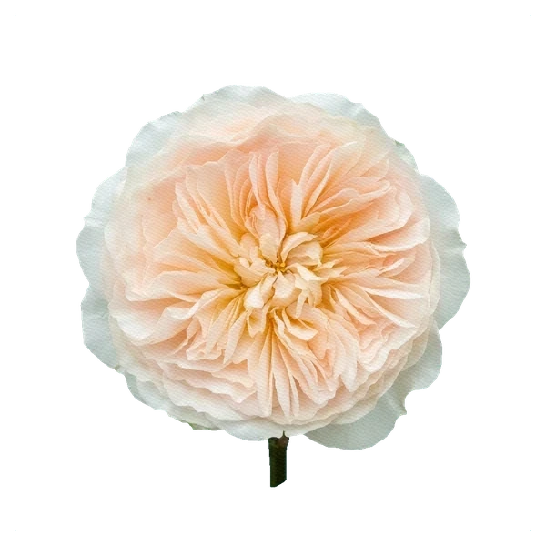 Peony Rose Charity — full