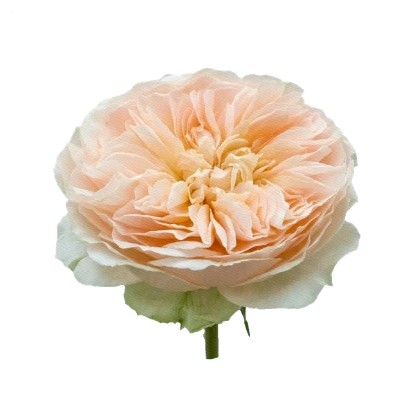 Peony Rose Charity — side