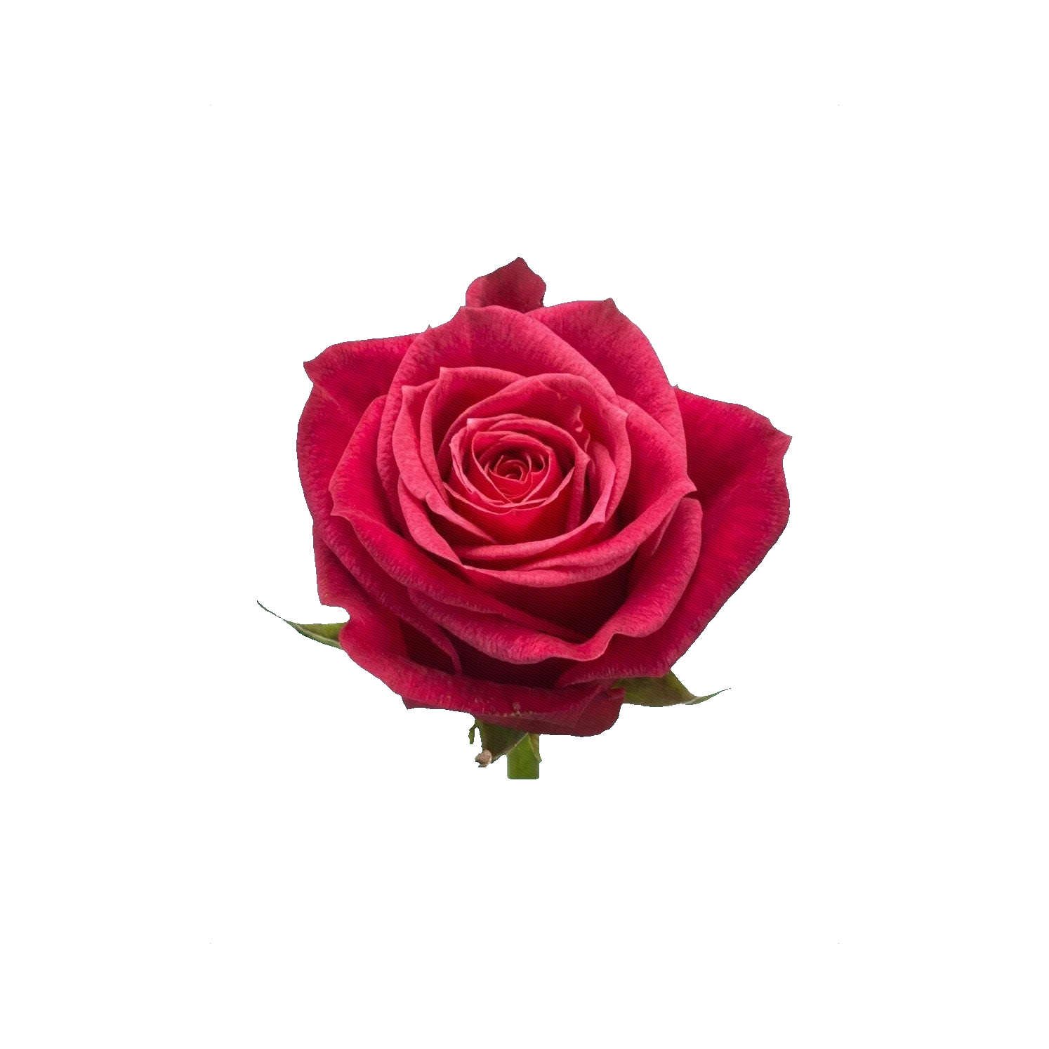 Rose Cherry O