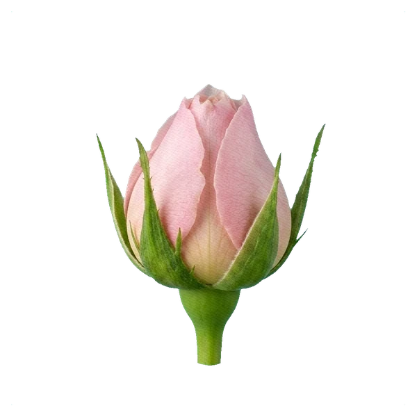 Pfingstrosenrose Constance — bud