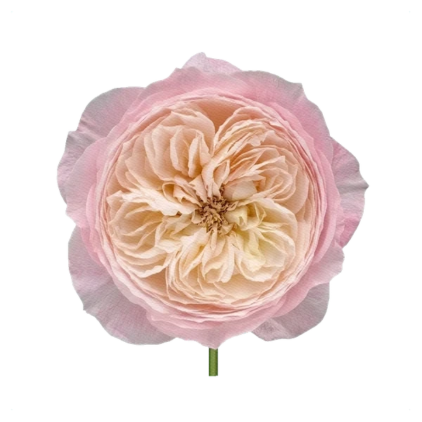 Pfingstrosenrose Constance — full