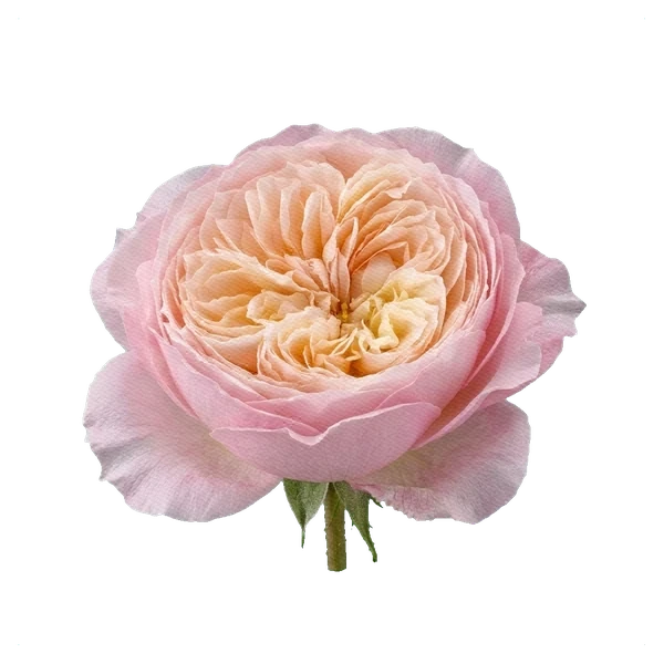 Pfingstrosenrose Constance — side