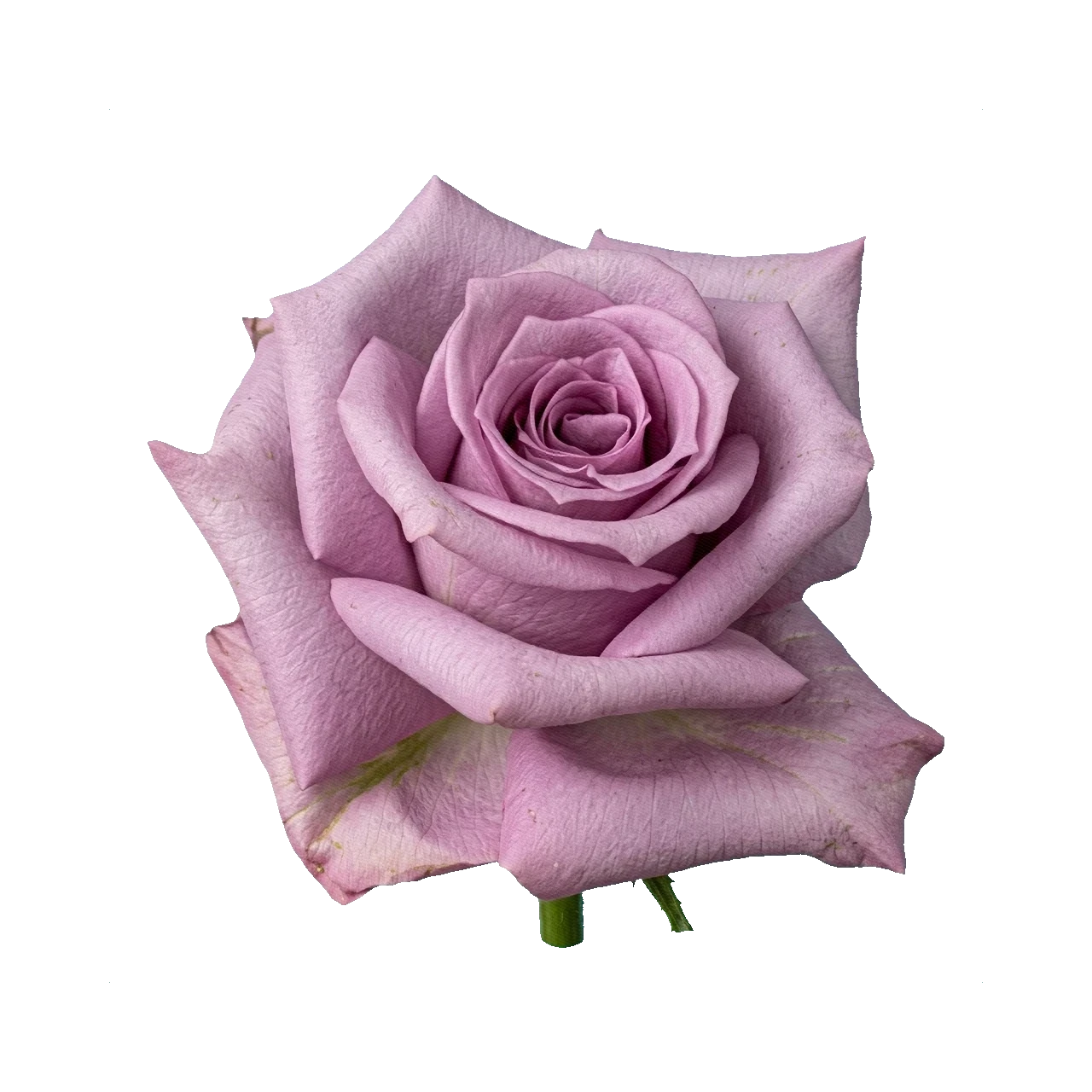 Rose Cool Water