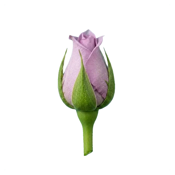 Rose Cool Water — bud