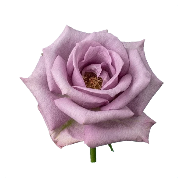 Rose Cool Water — full