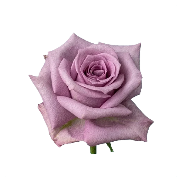 Rose Cool Water — side