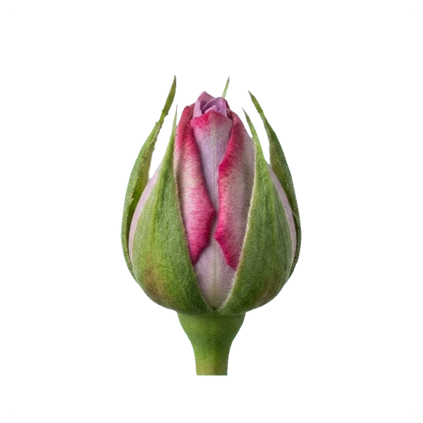 Rose Deep Purple — bud