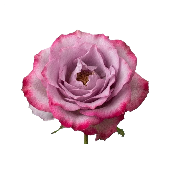 Rose Deep Purple — full