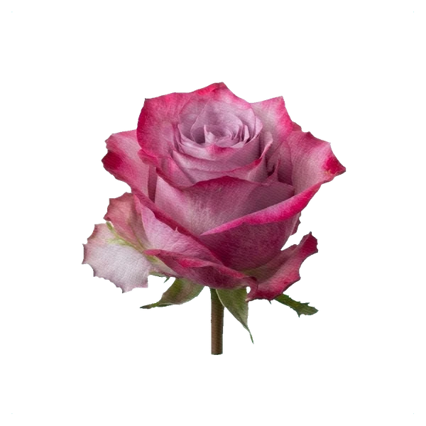 Rose Deep Purple — side