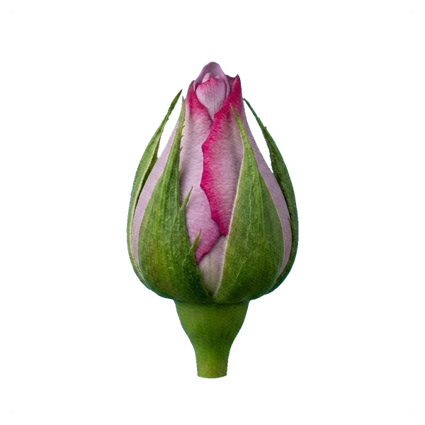 Rose Deep Water — bud