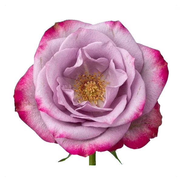 Rose Deep Water — full