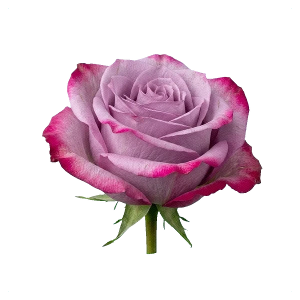 Rose Deep Water — side
