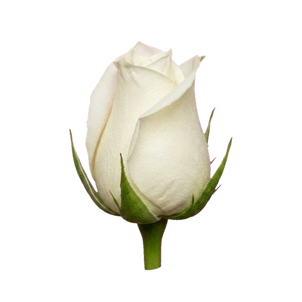 Rose Eskimo — bud