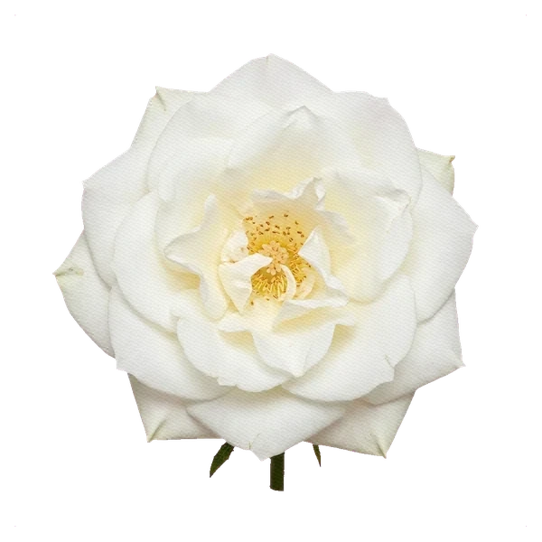 Rose Eskimo — full