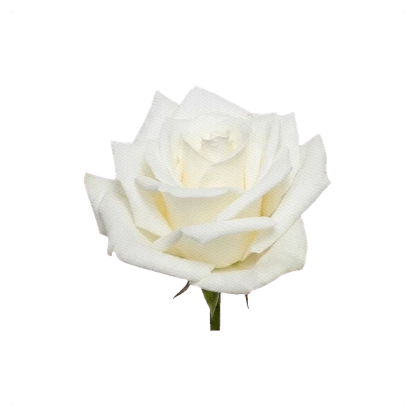 Rose Eskimo — side