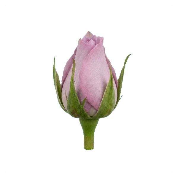 Rose Faith — bud