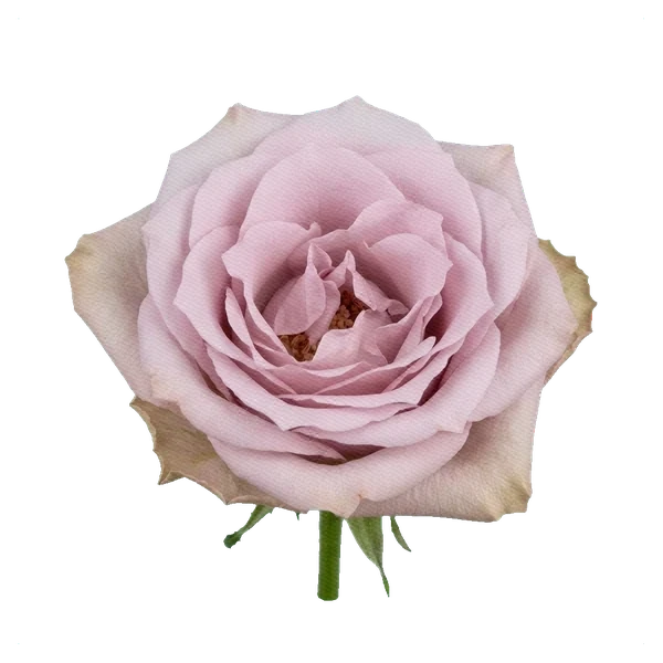Rose Faith — full