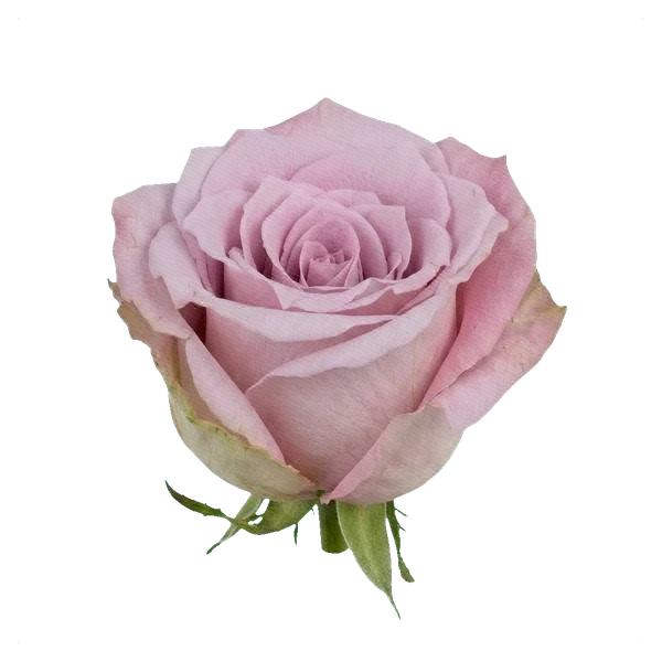 Rose Faith — side