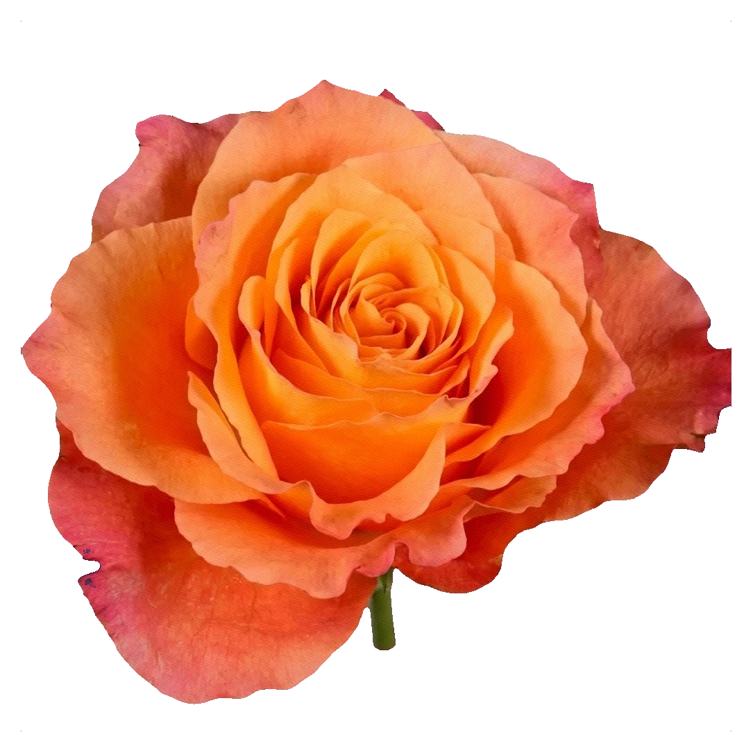 Rosa Free Spirit — Naranja Rosa