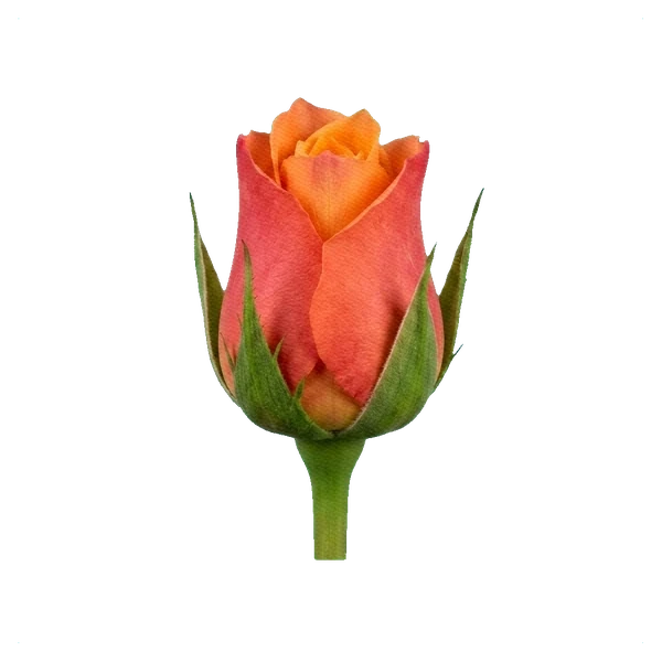 Rosa Free Spirit — bud