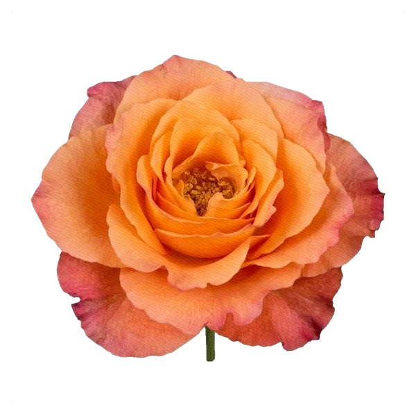 Rosa Free Spirit — full