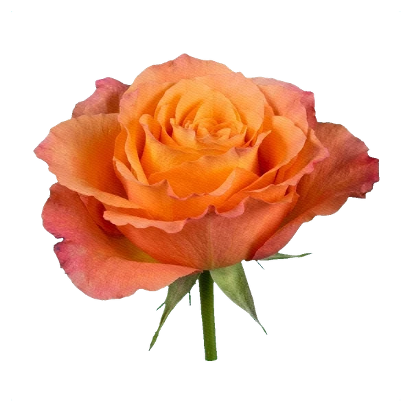 Rosa Free Spirit — side