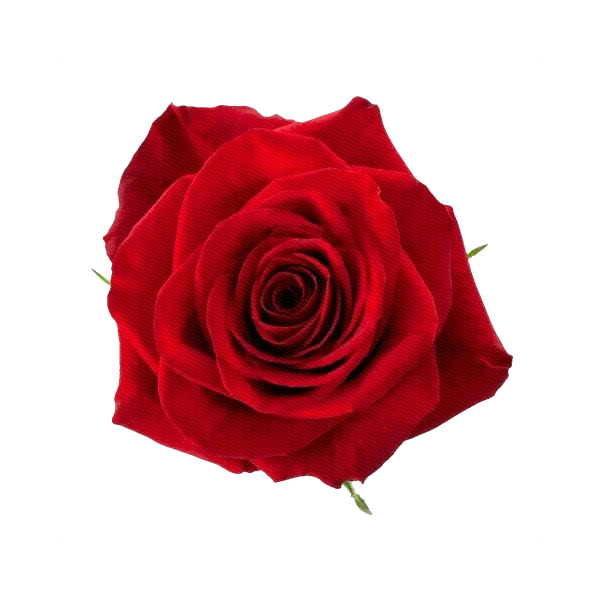 Роза Фридом