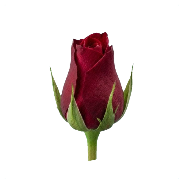 Rose Freedom — bud