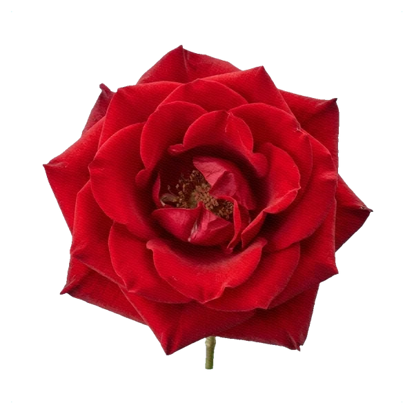 Rose Freedom — full