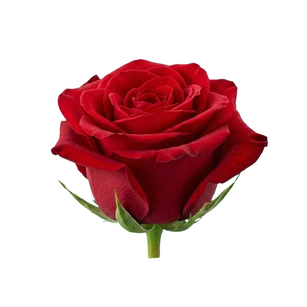 Rose Freedom — side