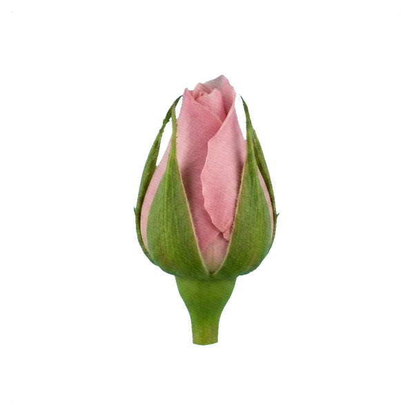 Rose Hermosa — bud