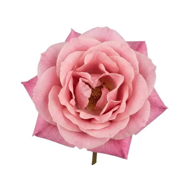 Rose Hermosa — full