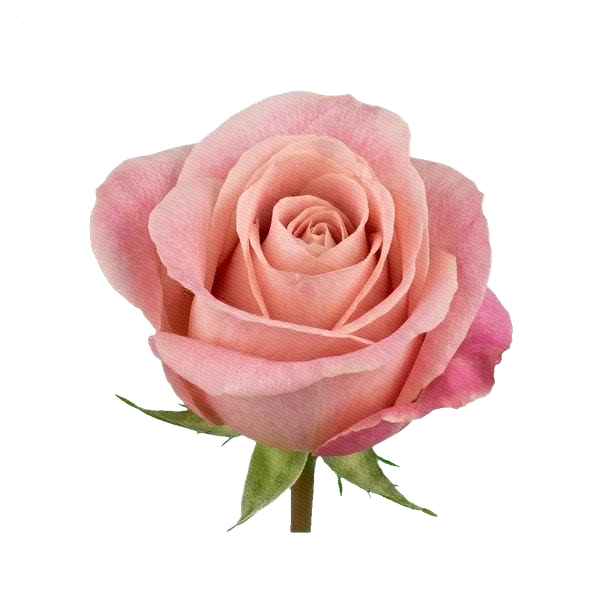 Rose Hermosa — side