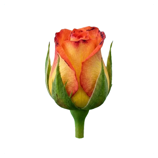 Rose High & Magic — bud