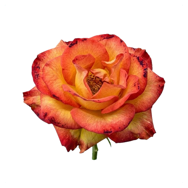 Rose High & Magic — full