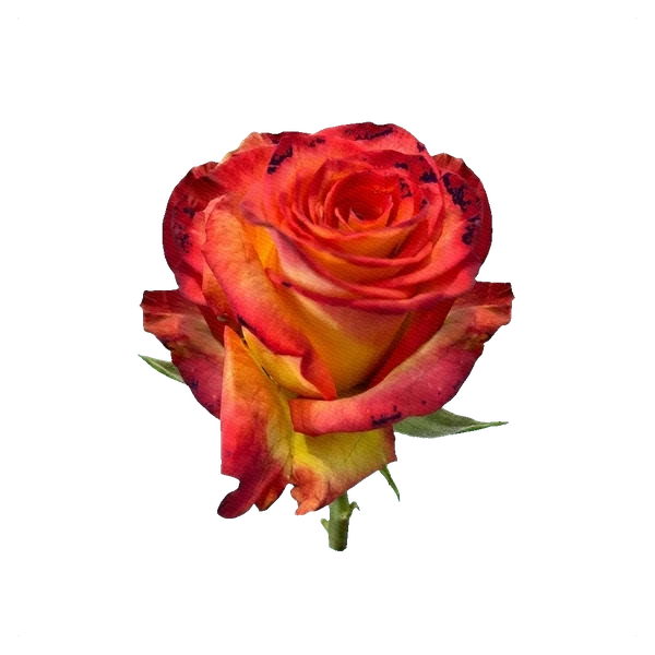 Rose High & Magic — side