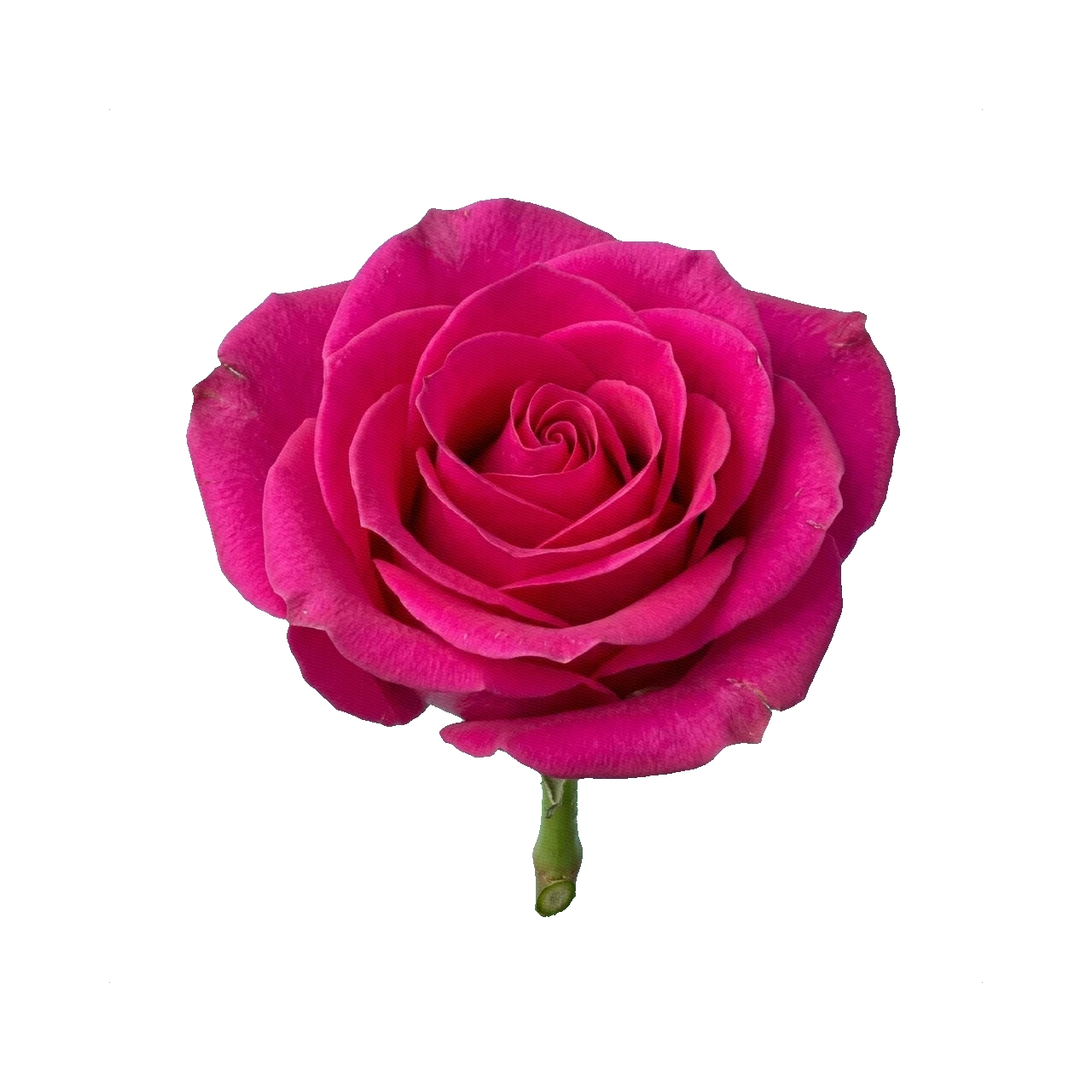 Rose Hot Princess