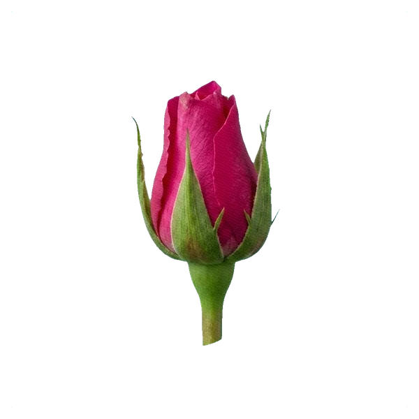 Rose Hot Princess — bud