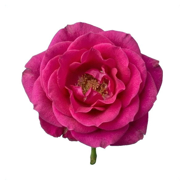Rose Hot Princess — full